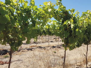 Plantas altas llegan a Chile para renovar los viñedos