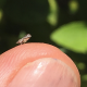 El plan de Chile para blindarse ante la enfermedad que arrasa a los cítricos en el mundo
