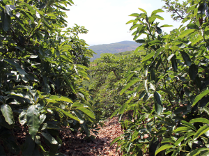 Diez años de investigación en manejo del riego en palto
