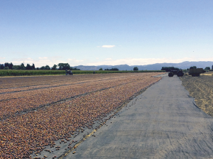 Buenas prácticas en canchas de secado