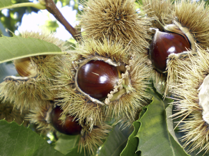 Una buena nueva oportunidad comercial para Chile