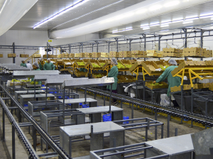 Las claves de la FSMA para los productores de fruta fresca