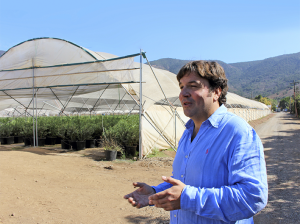 Variedades de arándano para una industria ya madura