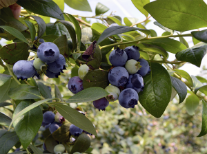Un recuento de los avances en producción orgánica de berries