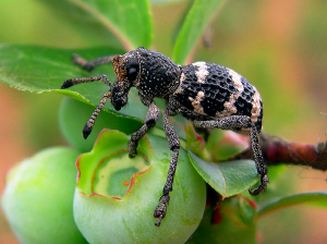Plagas en arándano: cuarentenarias o con alto potencial de daño