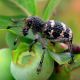 Plagas en arándano: cuarentenarias o con alto potencial de daño