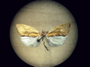 Evaluación de eficacia de programas de control de plagas en arándanos