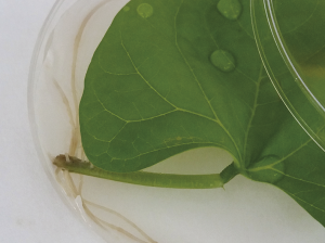 Alianza Summit-Agro y Plymag: nuevo bioestimulante Ecklomar® con “actividad auxínica demostrada”