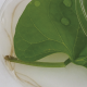 Alianza Summit-Agro y Plymag: nuevo bioestimulante Ecklomar® con “actividad auxínica demostrada”