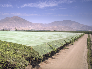 Mallas de protección agrícola, el complemento para una producción de calidad
