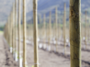 15 años apoyando el desarrollo agrícola chileno