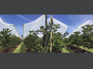Avances en la producción de cerezas bajo coberturas