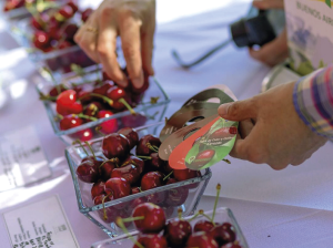 Grupo Olmos pone a disposición de la industria nuevas variedades de cerezos para ampliar su oferta durante el año