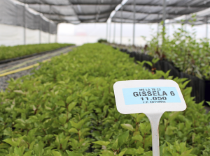 Cereza, la nueva reina del sur