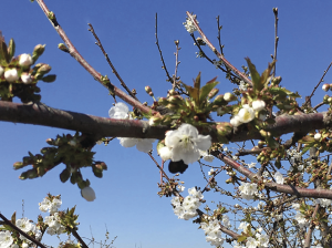 El uso de AVG como herramienta para mejorar la cuaja de frutos en huertos de cerezas