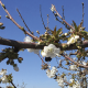 El uso de AVG como herramienta para mejorar la cuaja de frutos en huertos de cerezas