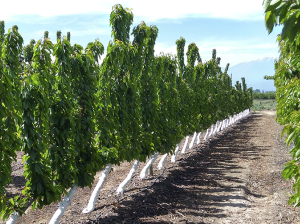 Huertos de cerezos peatonales y semipeatonales en la zona central de Chile