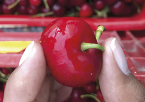 Hydrotech: efectiva herramienta que permite mantener la condición natural de la fruta desde la cosecha