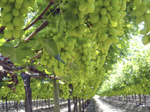 Los beneficios del uso de micorrizas y trichodermas