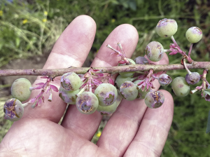 Granizo en carozos y otros frutales: Estar preparados para una experiencia que puede repetirse