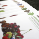 Superficie frutícola en el sur de Chile duplicó sus hectáreas en solo 3 años