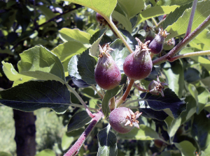 Avances y novedades en raleo de manzano