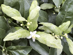 Oídio en mandarino W. Murcott en Chile