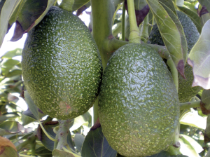 Impulsa la industria del palto con reguladores de crecimiento