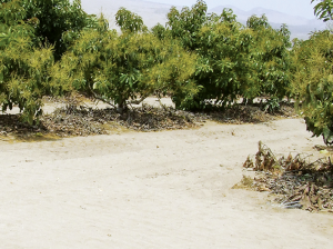 Estrategias para el manejo de copa en palto