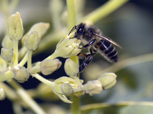 La importancia de aumentar la diversidad de insectos polinizadores en la productividad del palto