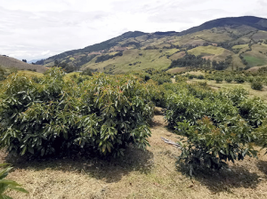 Los principales desafíos en Colombia según Marco Mattar