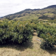 Consistencia en la calidad de la fruta y la importancia de la logística