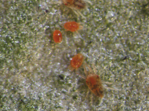 Brevipalpus chilensis: Ciclo de vida y control