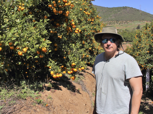 Cómo satisfacer la alta demanda de nutrientes de los cítricos