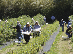 Compatibilidad de tecnologías de postcosecha en arándanos