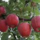 Las manzanas y el té verde podrían proteger contra el cáncer