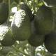 Importaciones de palta Hass desde EE.UU. aumentan en un 20%