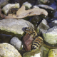Estrategias para reducir el impacto de la sequía sobre las abejas melíferas
