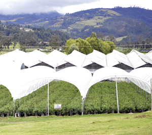 Estrategias de manejo del arándano en la empresa productora más grande de Colombia