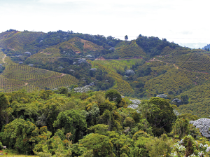 El aguacate Hass encuentra su segundo hogar en Colombia