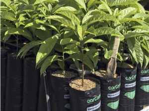 Líder en producción y exportación de aguacate Hass de Colombia