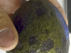 Black spot y antracnosis en aguacate