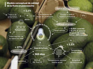 El manejo de precosecha y su efecto en la poscosecha del aguacate Hass