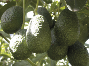 Importaciones de aguacate Hass desde EEUU aumentan en un 20%