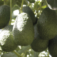 Importaciones de aguacate Hass desde EEUU aumentan en un 20%