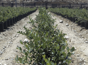 Norteamericana Fall Creek exportará plantas de arándanos a Colombia y China desde Perú