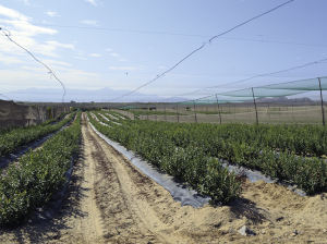 La exportación peruana de arándanos creció 72% en el primer semestre del año