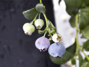 Colombia busca ubicarse entre los diez mayores exportadores de arándano