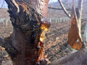 Caracterización del agente causal del cáncer bacterial en cerezo