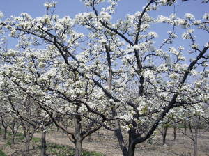 El silencioso impacto del cambio climático en los frutales de hoja caduca